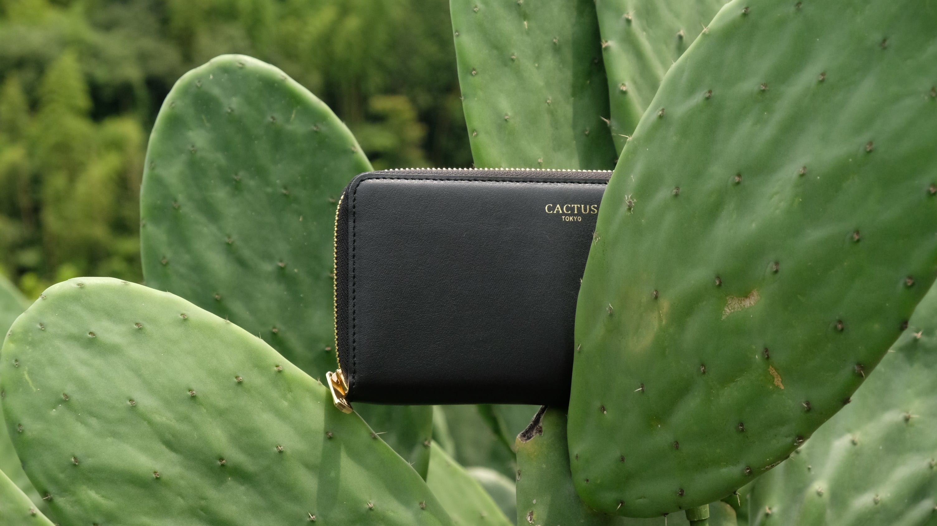 サボテンレザーとは?|サステナブルな、植物由来のレザー
